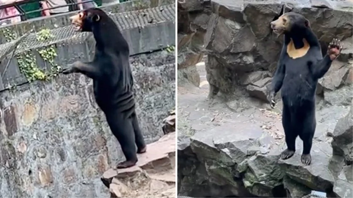 İnsan mı yoksa ayı mı? Dünyanın gündemine oturan tartışmaya İngiltere de katıldı