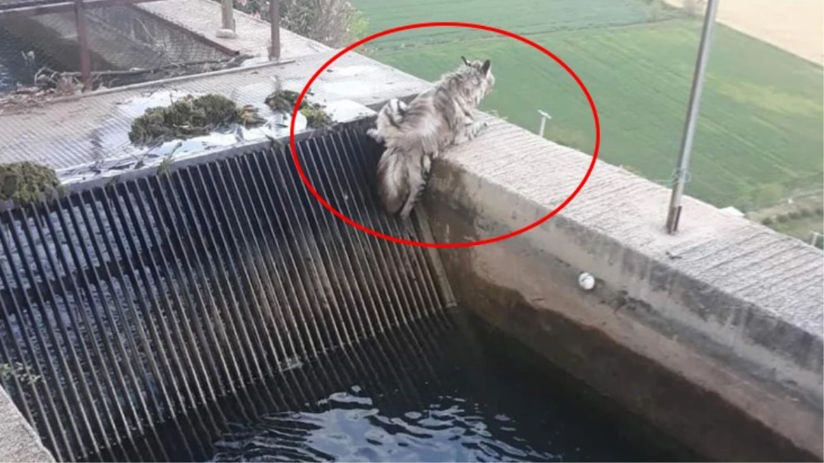 Nesli tükenmekte olan çizgili sırtlan 43 yıl sonra ilk kez görüntülendi