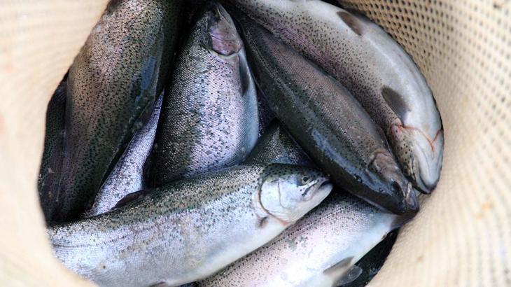 Türkiye’den 103 ülkeye somon ihracatı