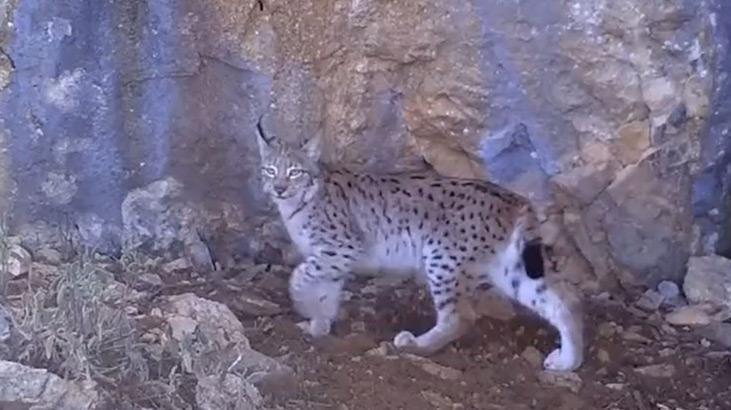 Vaşak ailesi fotokapanda! Böyle görüntülendiler
