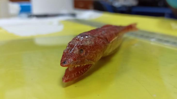 Akdeniz’de ilk kez görülen balık türü: Synodus Randalli