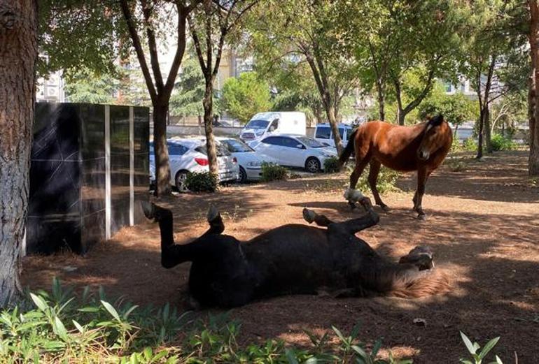 Manisa'da yılkı atları, şehir merkezine indi