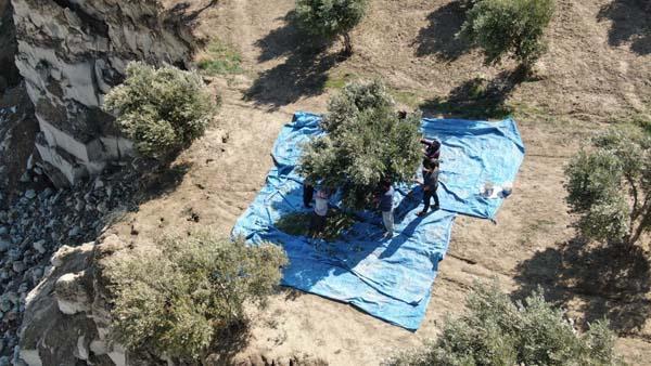 Fay ikiye böldü, tedirgin eden hasat başladı: Korkuyorum, aşağılık görünmüyor