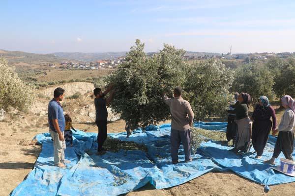 Fay ikiye böldü, tedirgin eden hasat başladı: Korkuyorum, aşağılık görünmüyor