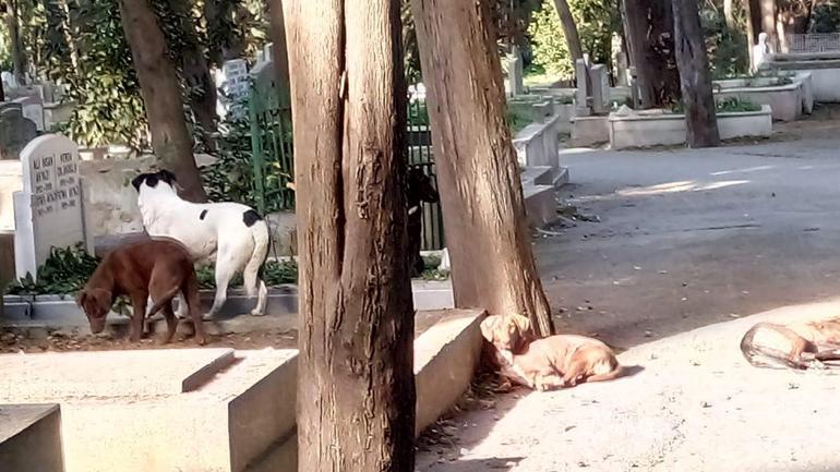 Başıboş köpekler Süleyman Seba'nın mezarını tahrip etti: Tahtalara kadar kazıyorlar