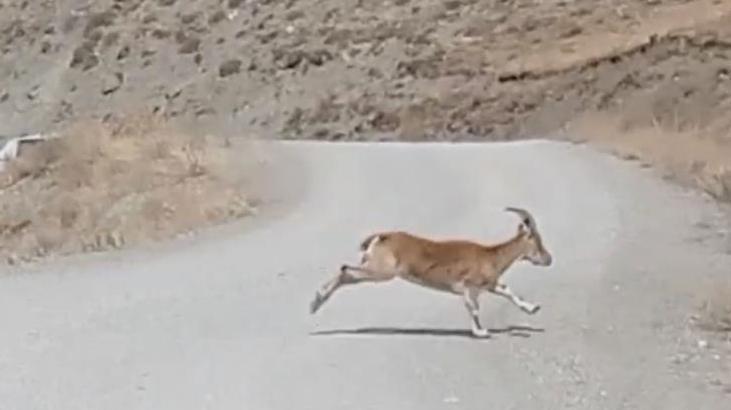 Valilik açıklama yaptı! Dağ keçisi avlayan şüpheliler yakalandı