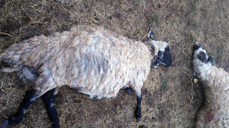 Yıldırım sürüye isabet etti! 25 koyun telef oldu.