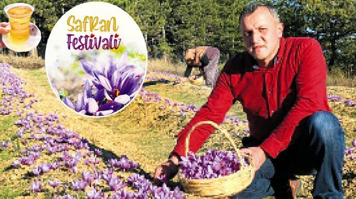 Safranın hasat vakti geldi