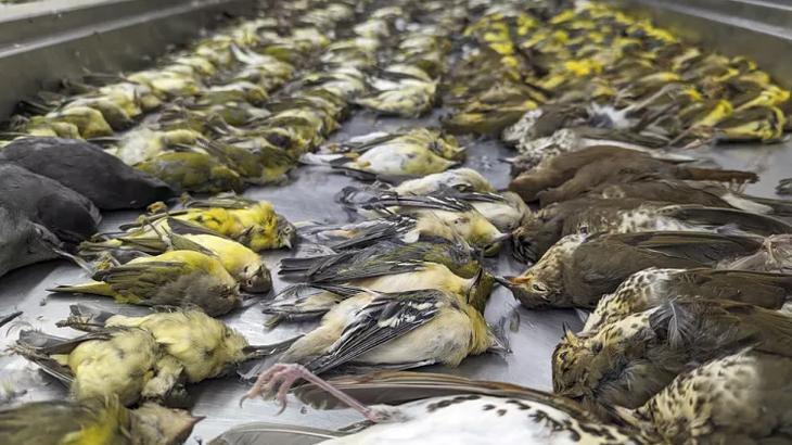 Yüzlerce göçmen kuş, binanın camlarına çarparak öldü