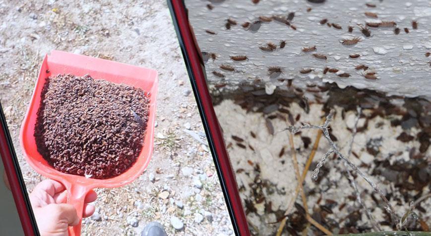 Mahallenin kabusu oldu! Her gün kürek dolusu böcek evlerinden çıkıyor