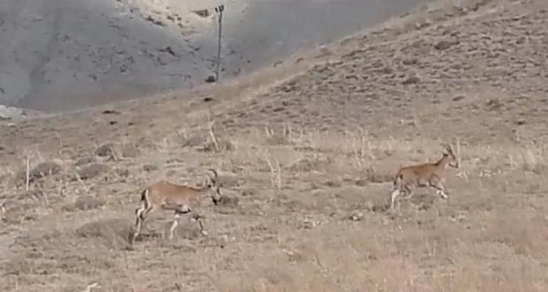 Valilik açıklama yaptı! Dağ keçisi avlayan şüpheliler yakalandı