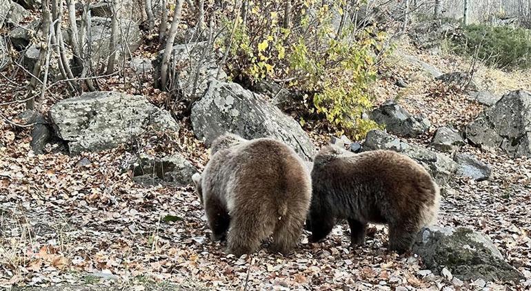 Piknik yapmaya gelen gençler sofralarını ayılara bırakıp kaçtı