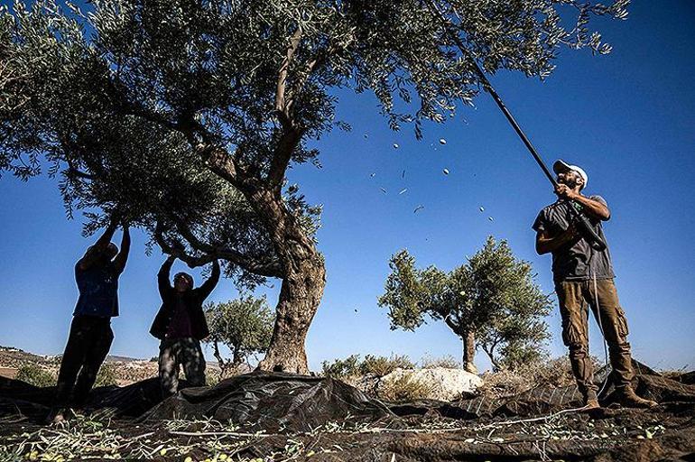 Yerleşimcilerin terörürüne karşı çkan İsrailli haham, Filistinlilerin zeytinliğini koruyor!