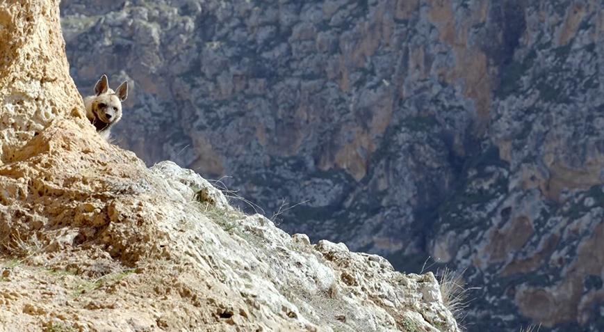 Nesli tehlike altında! ‘Kendini gizlemekte oldukça usta bir tür’