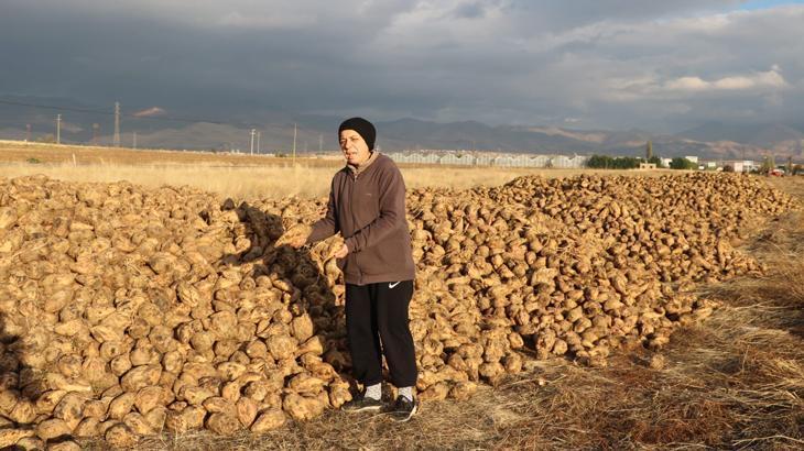 Alımlar yavaş ilerliyor! 100 bin ton üzerinde şeker pancarı rekoltesi