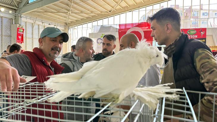 Tekirdağ’da görücüye çıktı, yoğun ilgi gördü! 150 bin TL’ye satın alan var