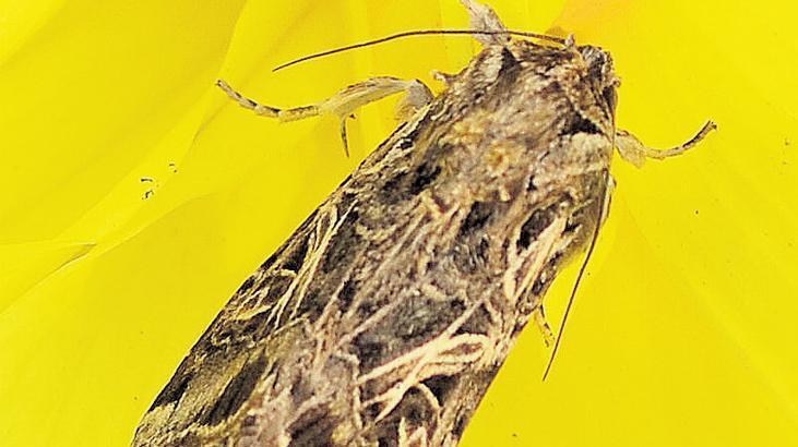 Sadece ‘erkekleri’ öldüren virüs