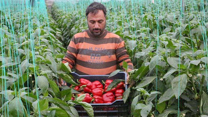 Hasat başladı, fiyatlar yarı yarıya düştü