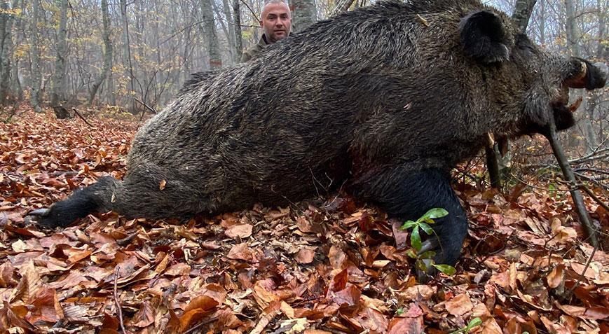 Tokat’ta 459 kilo ağırlığında domuz avlandı