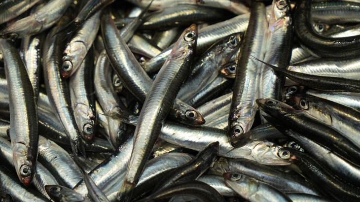 Hamsiye rağbet sürüyor