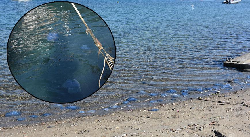 Ağustos ayından beri denizde çoğalıyorlar! Kente kimse gelmek istemiyor