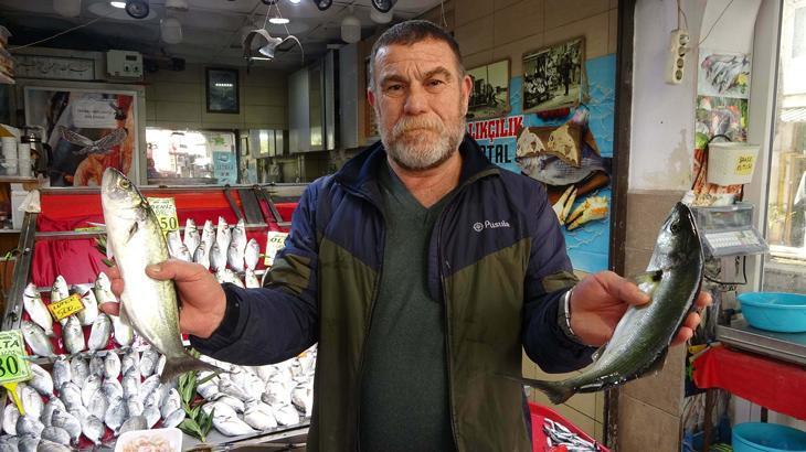 Palamut azaldı, lüfer arttı