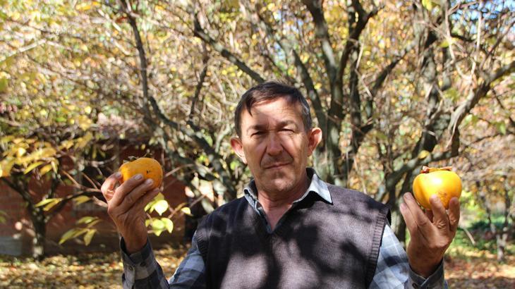 ‘Cennet hurması’ hasadı! Yaşı 15, kurusu 200 lira