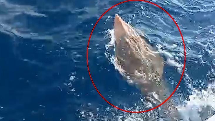 Tekneye çektiler, görür görmez geri bıraktılar! Antalya’da insan yüzlü balık