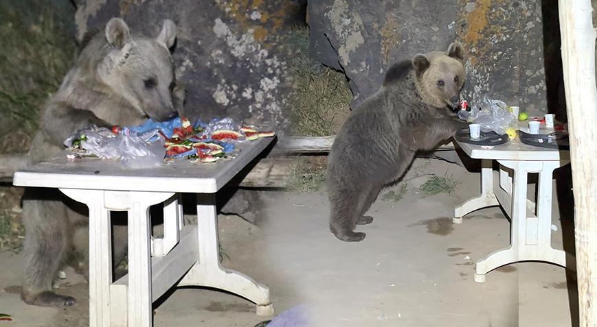 Piknik yapmaya gelen gençler sofralarını ayılara bırakıp kaçtı