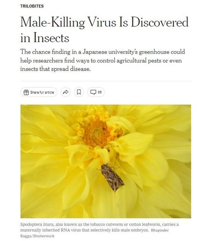 Sadece erkekleri öldüren virüs keşfedildi! İlaçlar etki etmiyor