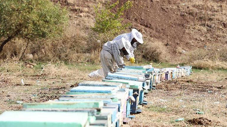 Tenekesi 2 bin 400 liradan satıldı! Arıların kışa hazırlığı başladı