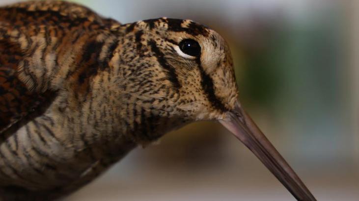 Adana’da ‘Sibirya suçulluğu’ yaralı halde bulundu