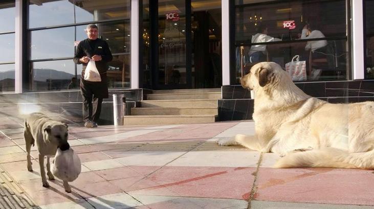 Yozgat’ta iç ısıtan görüntü! İlk önce yavrularını düşündü