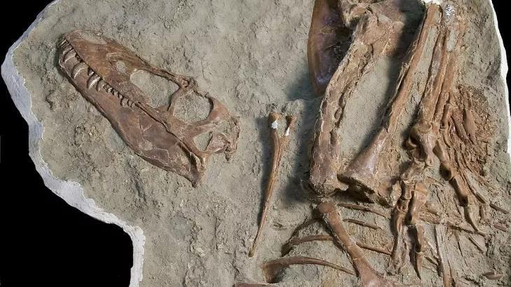Dünyayı şoke eden keşif! 75 milyon yıllık T-Rex’in midesinden yavruları çıktı