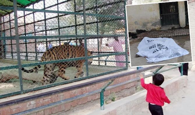 Kaplanın ağzındaki ayakkabı ele verdi! Hayvanat bahçesinde korkunç son