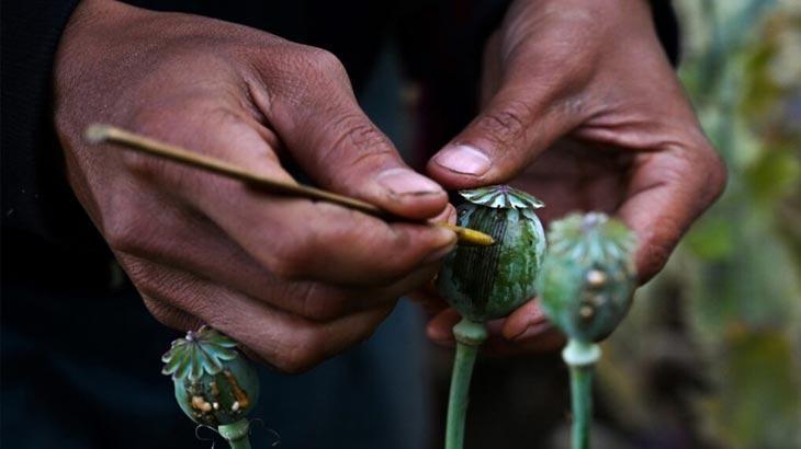 Myanmar, Afganistan’ı geçerek dünyanın en büyük afyon üreticisi oldu
