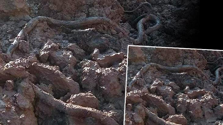 Elazığ’da su kuyusu kazısında dev yılan paniği!