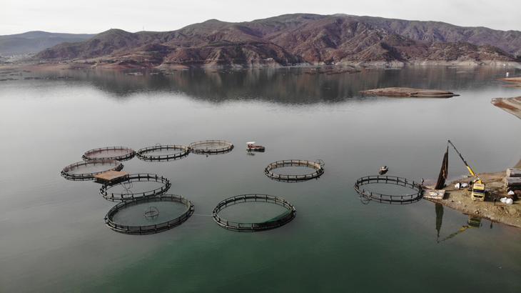 Balıkların toplama işlemi başladı! Denizi olmayan kentten somon ihracatı