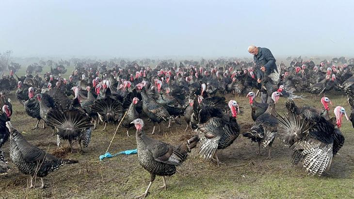Yılbaşı hindisinin kilosu 350 lira
