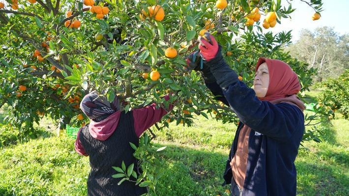 Havran Mandalinası hasat ediliyor