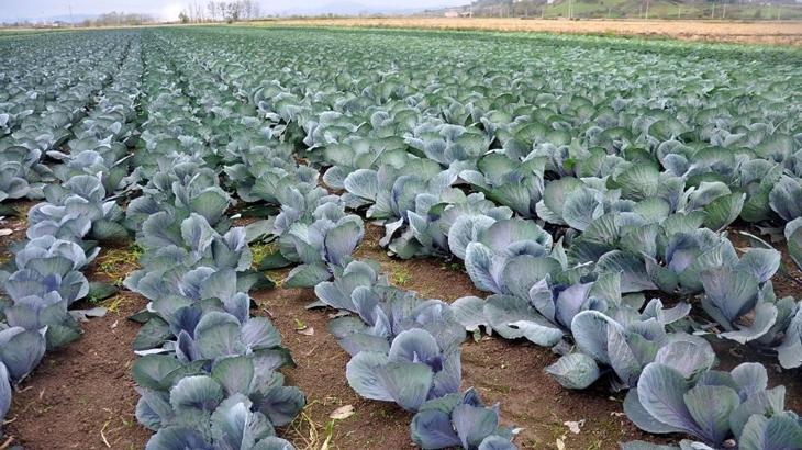 Samsun, karnabaharda da Türkiye 1’inciliğine yükseldi