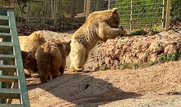 Su havuzuna düşen dronu boz ayı kurtardı