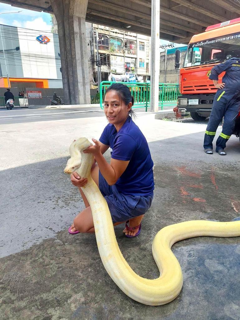 Bangkok'ta 4 metrelik dev piton bulundu! 'Evcil' oludğu anlaşıldı