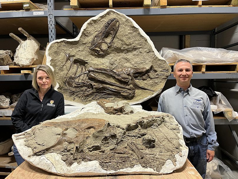 Dünyayı şoke eden keşif! 75 milyon yıllık T-Rex’in midesinden yavruları çıktı