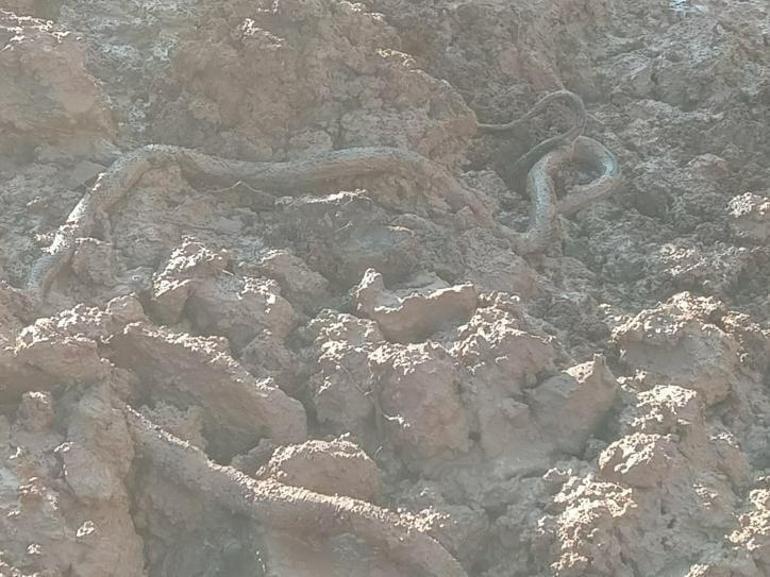 Elazığ'da su kuyusu kazısında dev yılan paniği!