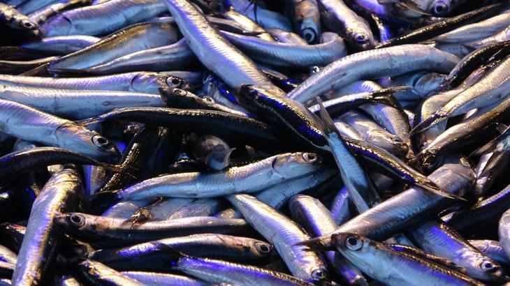 Hamsinin fiyatı geriledi