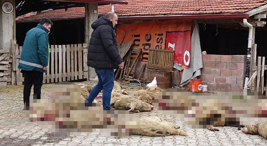 Korkunç manzara ile karşılaştı! Ahıra giren sokak köpekleri 22 koyunu öldürdü