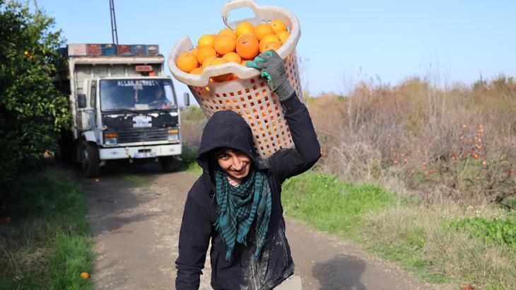 Adana portakalı dünyanın dört bir yanına ihraç ediliyor