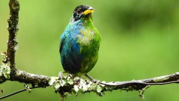 Kolombiya’da tespit edildi! Yarı dişi, yarı erkek kuş