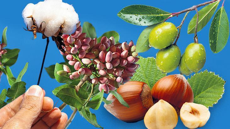 Tarımda rakamlar alt üst oldu! Zeytin, Antep fıstığı ve fındıkta alarm